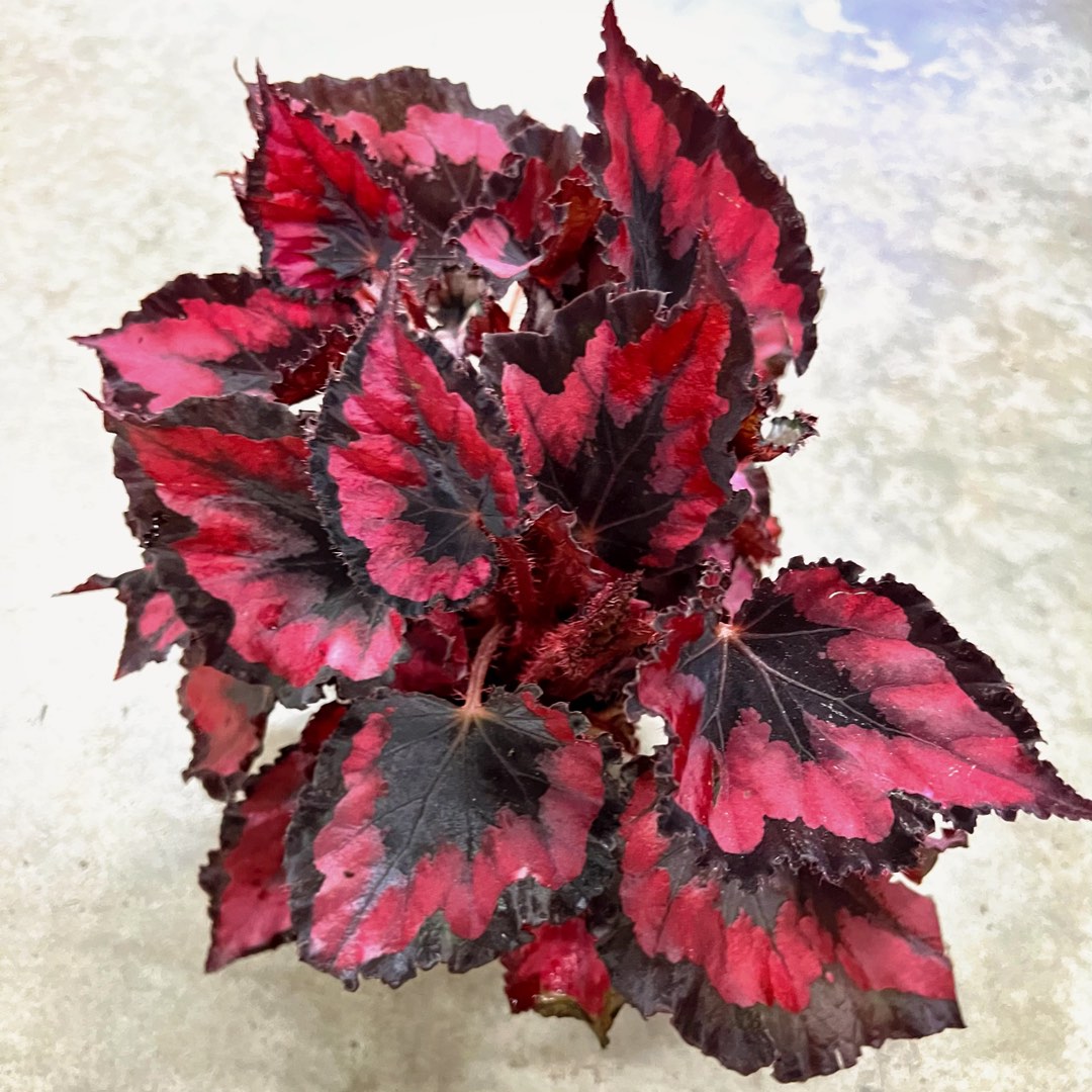 Begonia rex red kiss / strong red rare plant, Furniture & Home Living