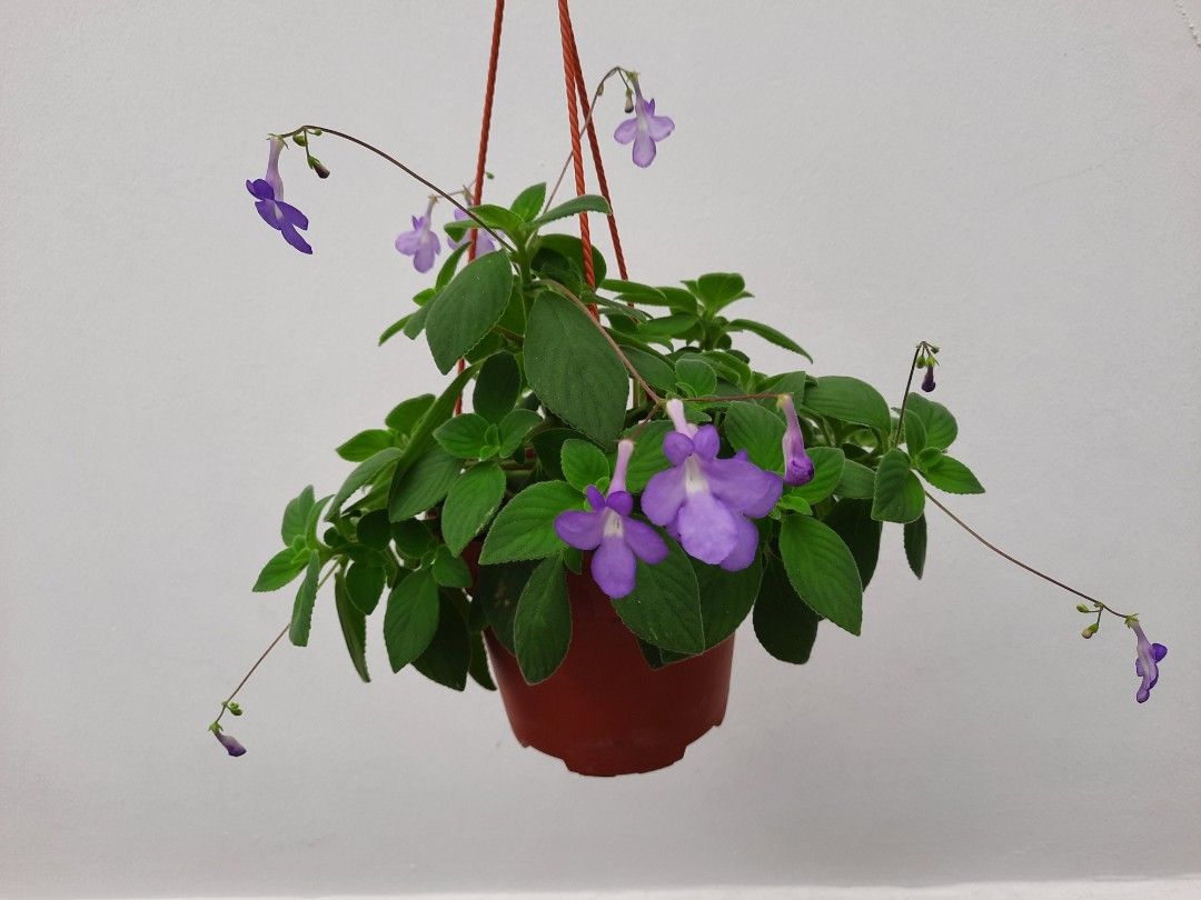 Flowering Plant Concord Blue / Streptocarpus Saxorum / False African
