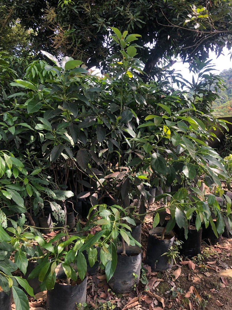 Hass Avocado Plant(Big) (Category: Plants & Seeds) located in Calamba. Submitted by qualityfruittrees25 (Listing ID 1223488794, Image 3). Description: .