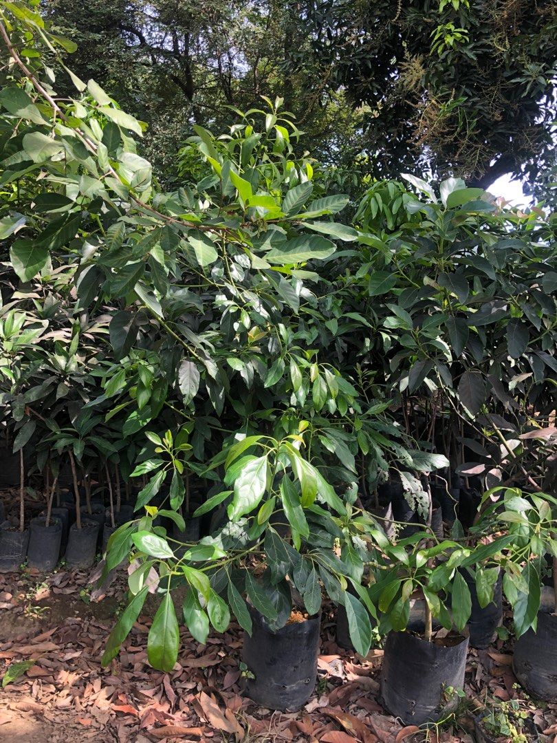 Hass Avocado Plant(Big) (Category: Plants & Seeds) located in Calamba. Submitted by qualityfruittrees25 (Listing ID 1223488794, Image 2). Description: .