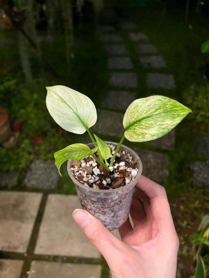 Homalomena Rubescens Full Mint, Furniture & Home Living, Gardening