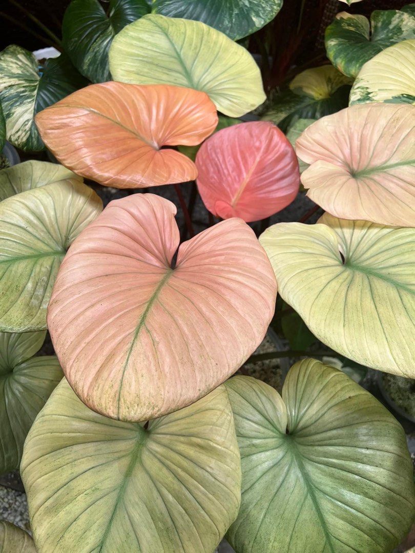 Homalomena Rubescens Full Mint, Furniture & Home Living, Gardening