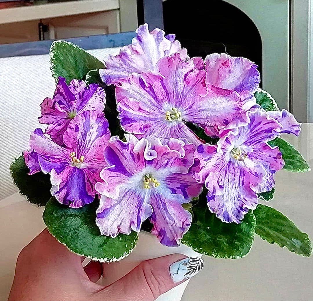 R280 (斑葉Variegated) 非洲紫羅蘭花苗出售African violet baby / starter plant for sale  室內植物AV Houseplant 非洲紫羅蘭花苗網店, 傢俬＆家居, 園藝, 植物及種子- Carousell