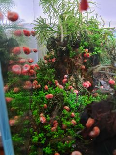 (Category: ) located in . Submitted by patrinashen (Listing ID 1221291170, Image 1). Description: .