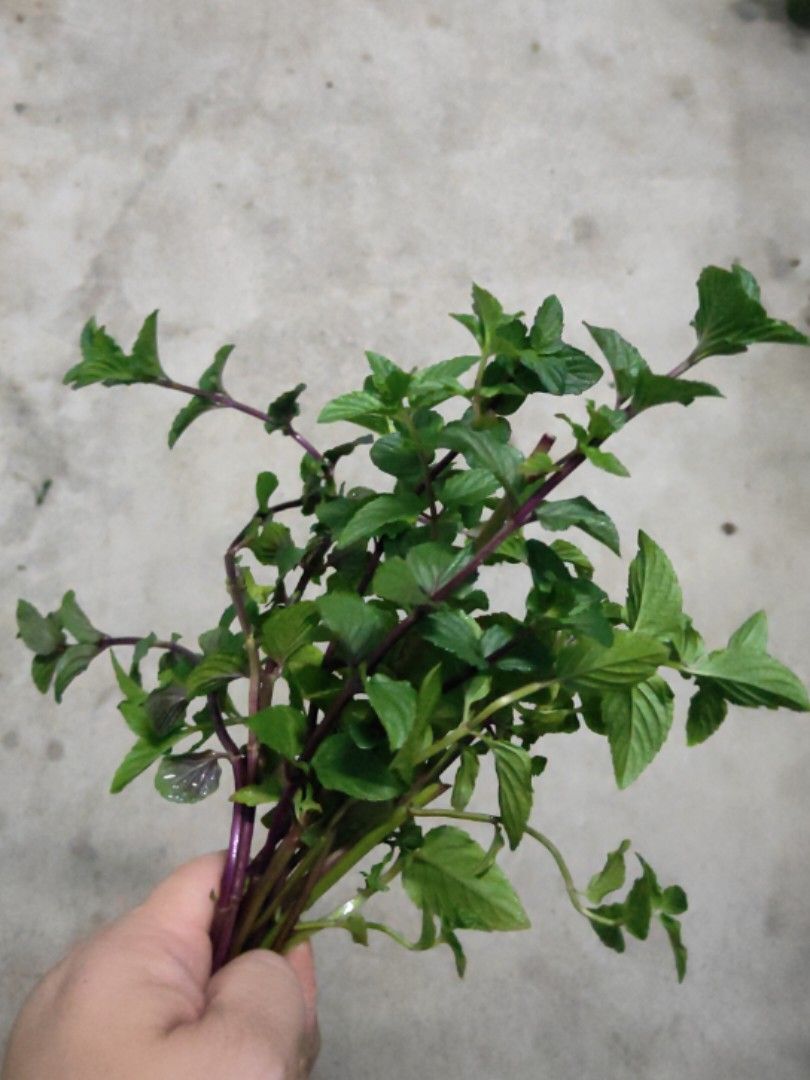 RARE Marshmallow Mint Plant Rooted Unrooted cuttings, Furniture & Home