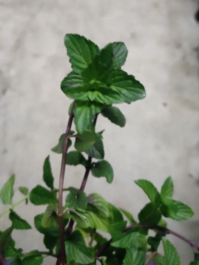RARE Marshmallow Mint Plant Rooted Unrooted cuttings, Furniture & Home