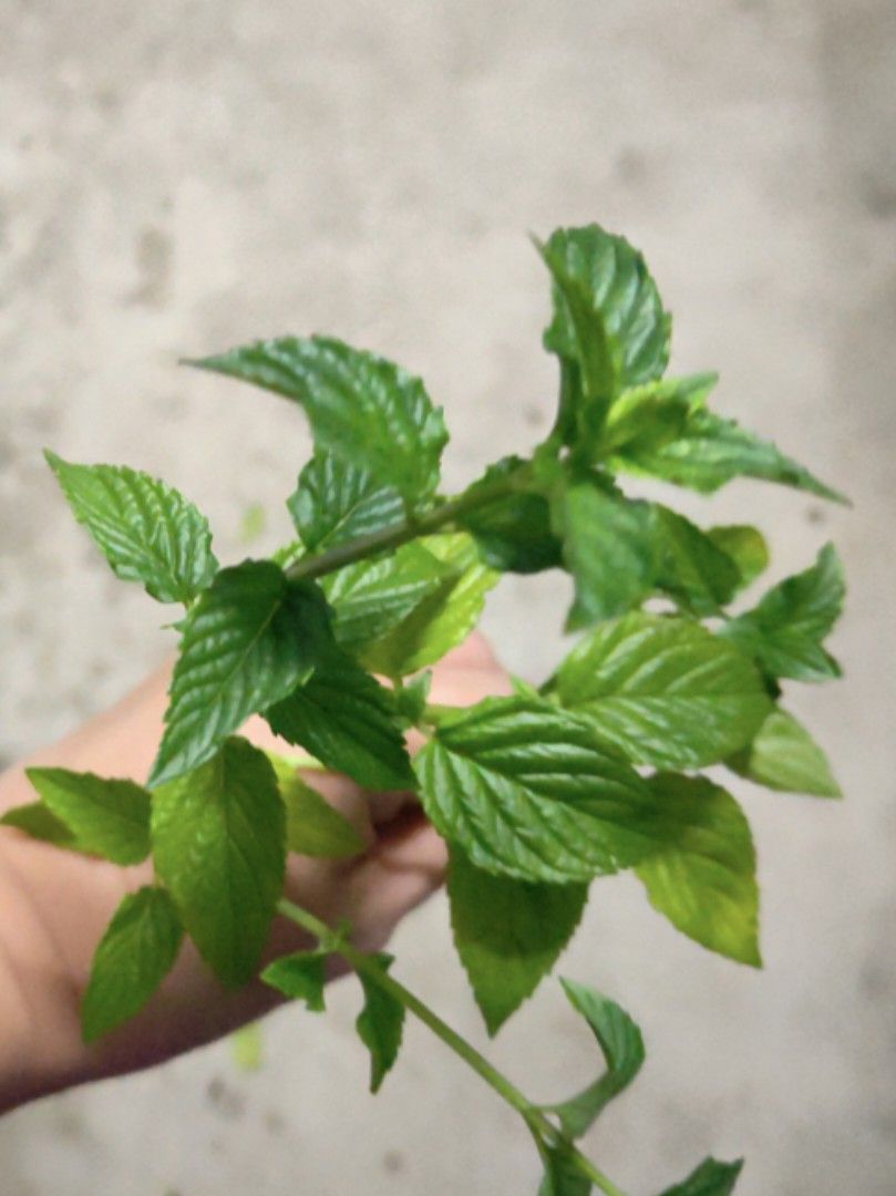 Rare Marshmallow Mint Rooted Cuttings, Furniture & Home Living