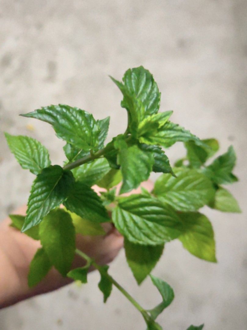 Rare Marshmallow Mint Rooted Cuttings, Furniture & Home Living