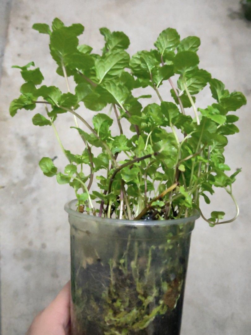 Rare Mint Tashkent Mint Plant, Furniture & Home Living, Gardening