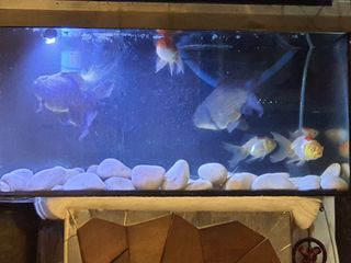 (Category: ) located in . Submitted by sathisji (Listing ID 1218521543, Image 1). Description: .
