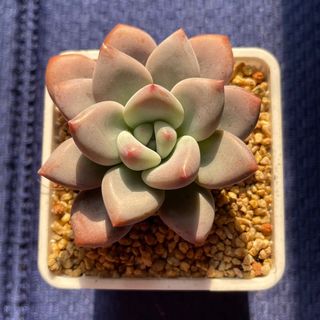 （分類：）位於 。 由 katwkat 提交（商品編號 1202465488，圖片 1）。簡介： 。