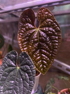（分類：）位於 。 由 greener.planet 提交（商品編號 1218516772，圖片 1）。簡介： 。