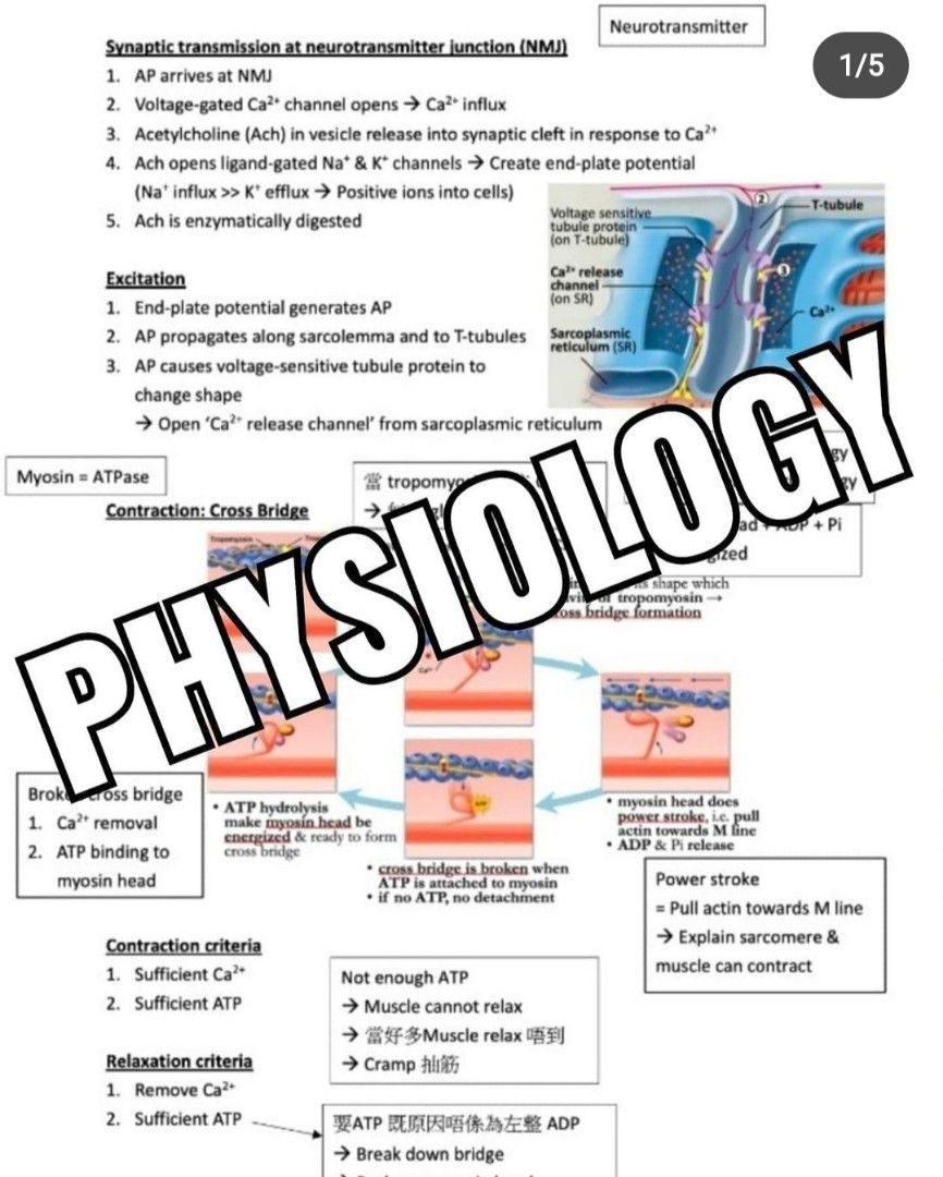 Acetylcholine ach 中文 (89) 사진