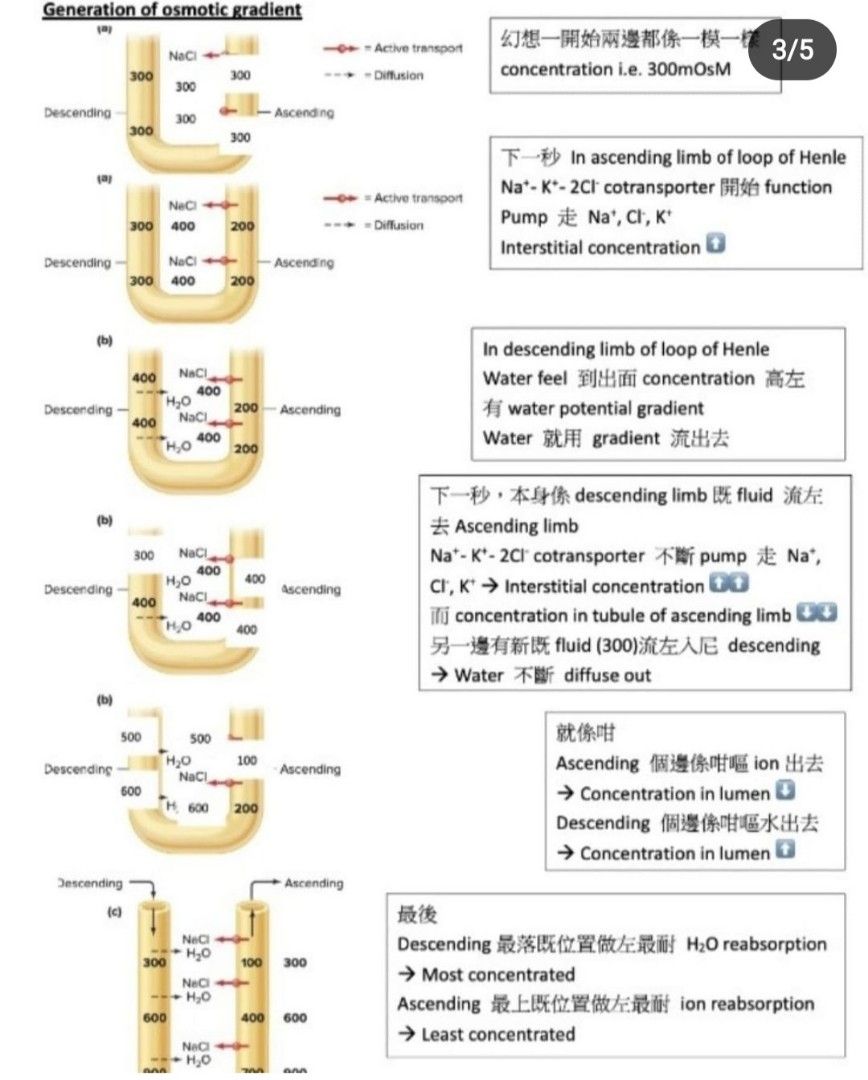 香港中文大學year 2 sem 1 Physiology NURS1603 Notes#Physiology #生理學, 興趣及遊戲, 書本&  文具, 教科書- Carousell