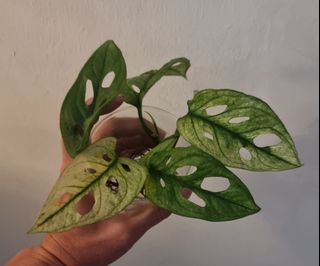 (Category: ) located in . Submitted by PlantAPlantAtHome (Listing ID 1218555159, Image 1). Description: .