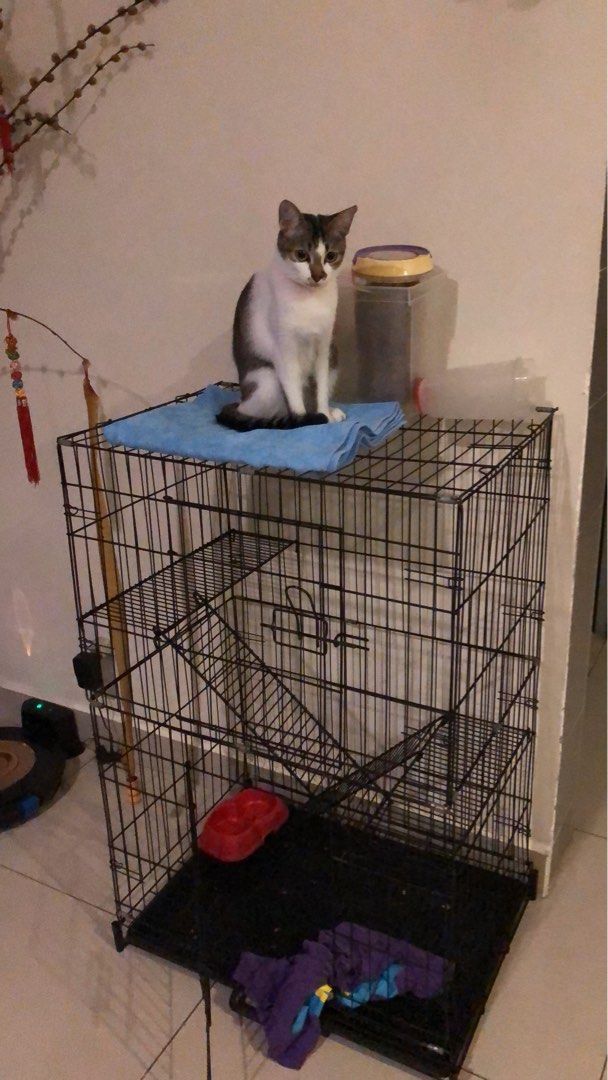 Used cat on sale cage