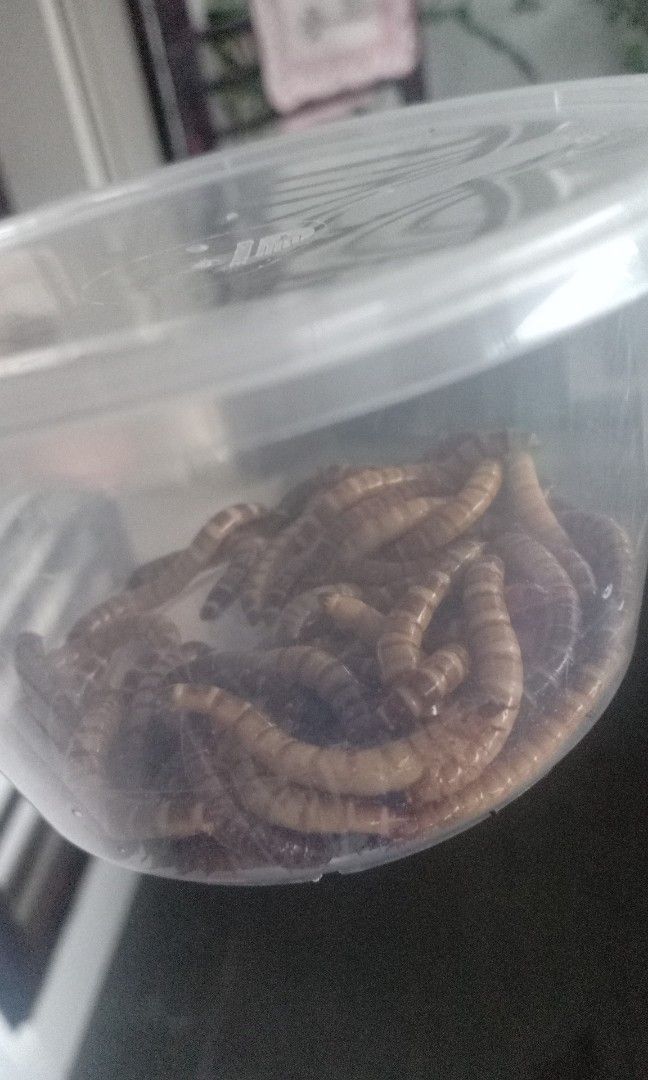 Worm, Pet Supplies, Pet Food on Carousell