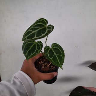(Category: ) located in . Submitted by Plantszone.Official (Listing ID 1223681406, Image 1). Description: .
