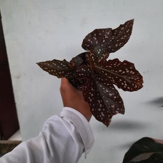 (Category: ) located in . Submitted by Plantszone.Official (Listing ID 1223681516, Image 1). Description: .