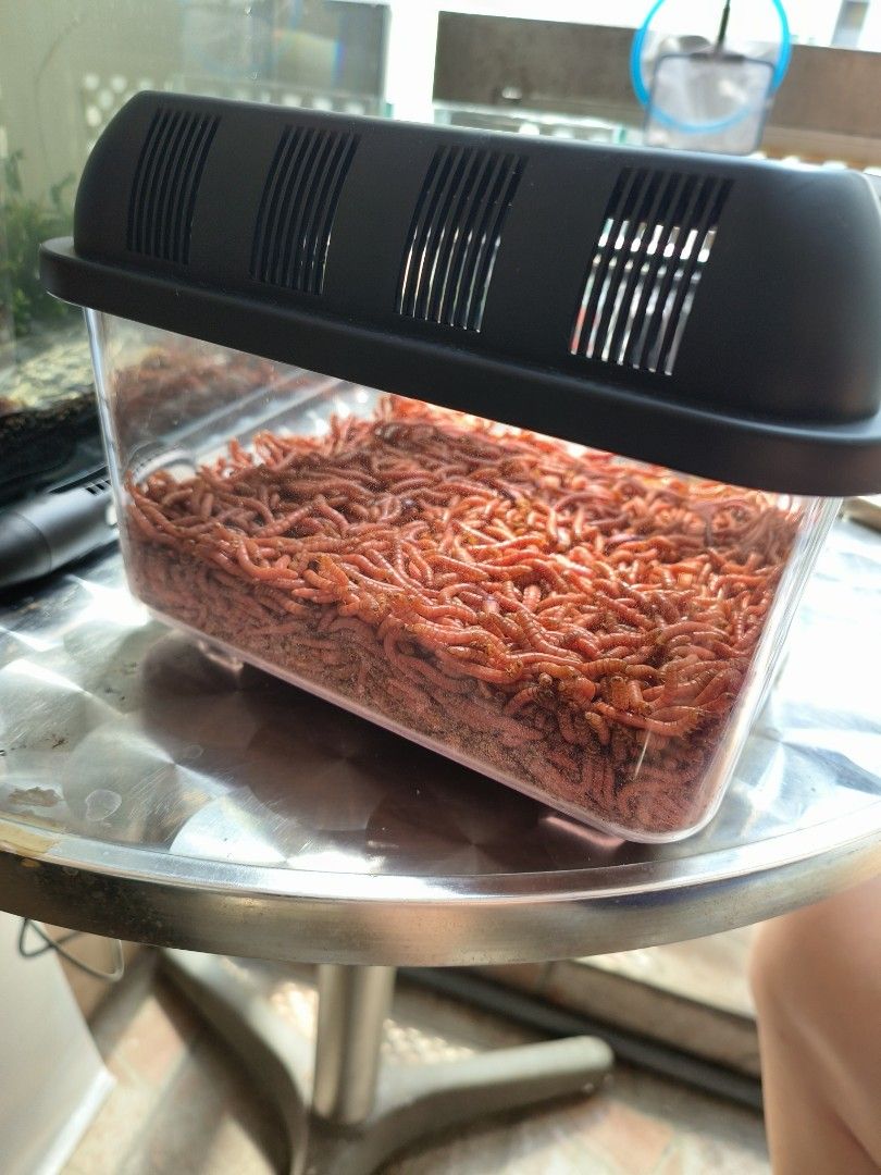 mealworm, Pet Supplies, Pet Food on Carousell