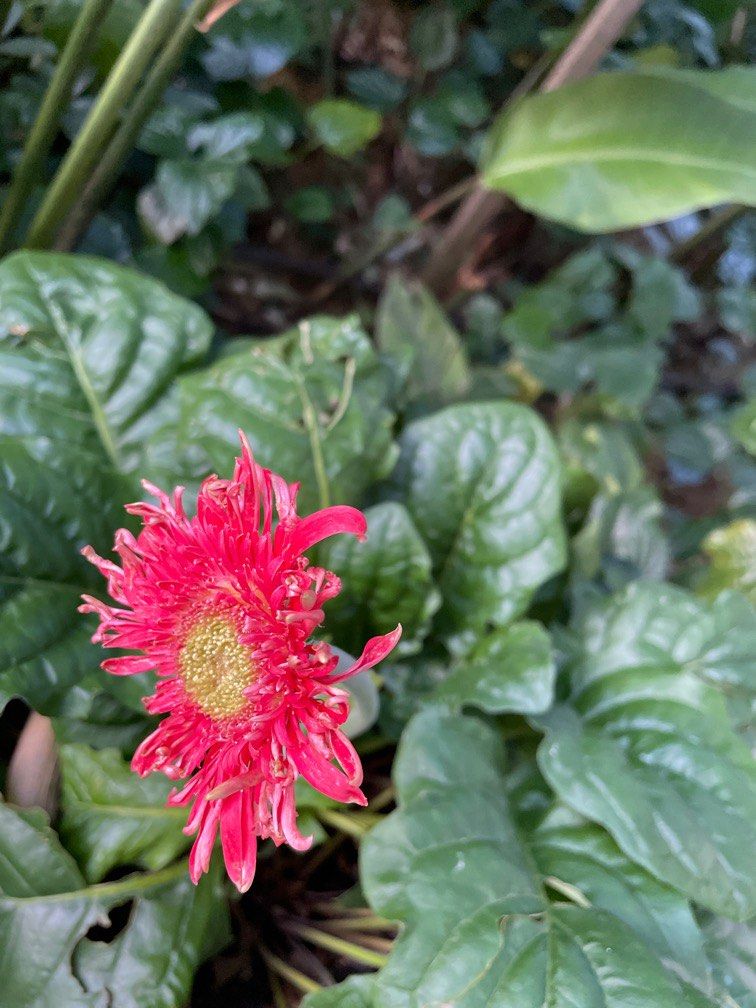 Daisy plant at one time it yields 3 daisies, Furniture & Home Living