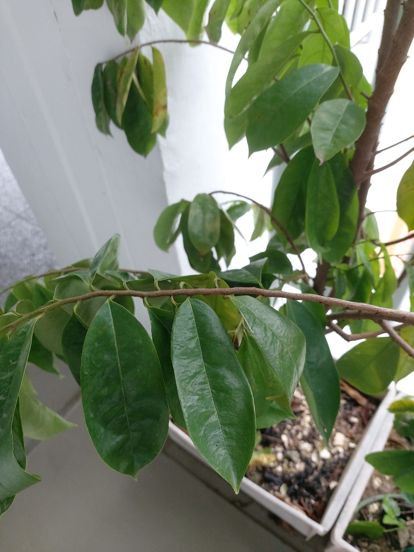 Fresh Soursop Leaves Organically Planted Daun Durian Belanda 刺番荔枝叶 Daun