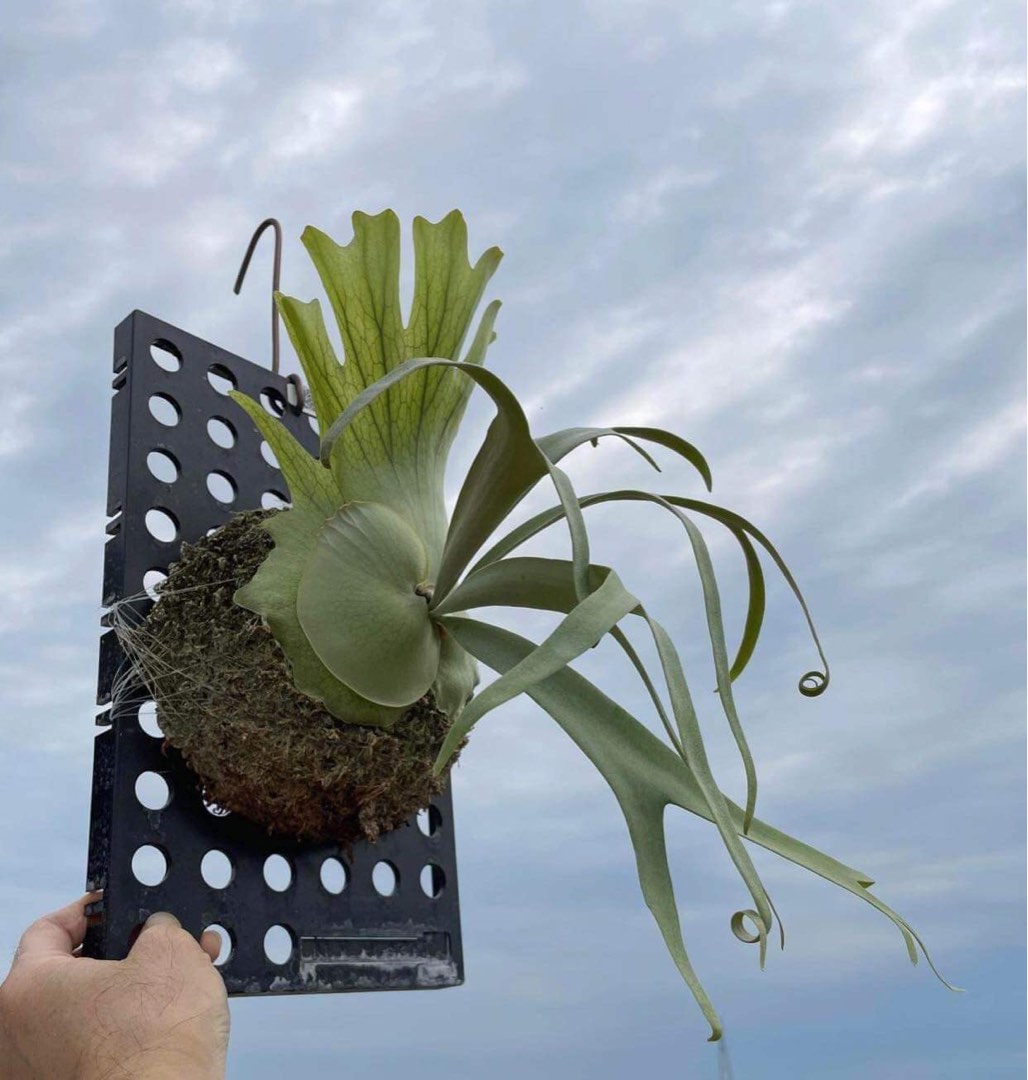 p. Willinckii silver dwarf, 傢俬&家居, 園藝, 植物及種子 p. Willinckii silver dwarf, 傢俬&家居, 園藝, 植物及種子