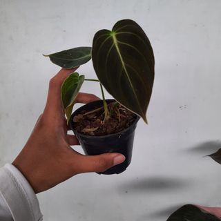 (Category: ) located in . Submitted by Plantszone.Official (Listing ID 1223681460, Image 1). Description: .