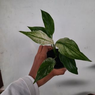 (Category: ) located in . Submitted by Plantszone.Official (Listing ID 1223681590, Image 1). Description: .