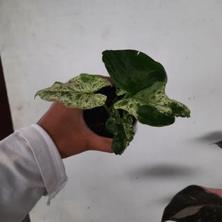 (Category: ) located in . Submitted by Plantszone.Official (Listing ID 1223681350, Image 1). Description: .