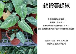 心栽花坊-錦緞蔓綠絨/5吋/綠化植物/室內植物/觀葉植物/售價450特價350