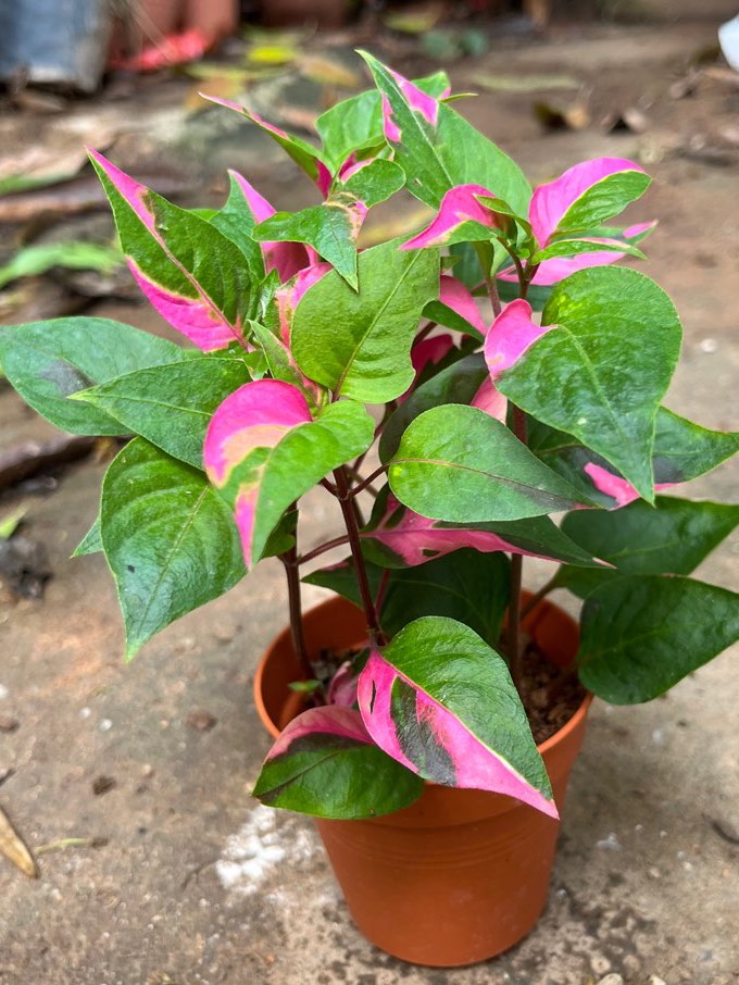 Alternanthera ficoidea ‘Party time’, Furniture & Home Living, Gardening ...