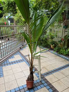 Baby coconut plant