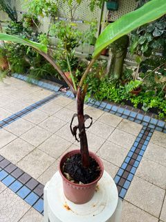 Baby red banana plant