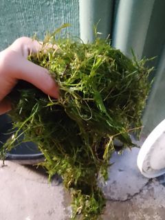Guppy grass aquatic plant