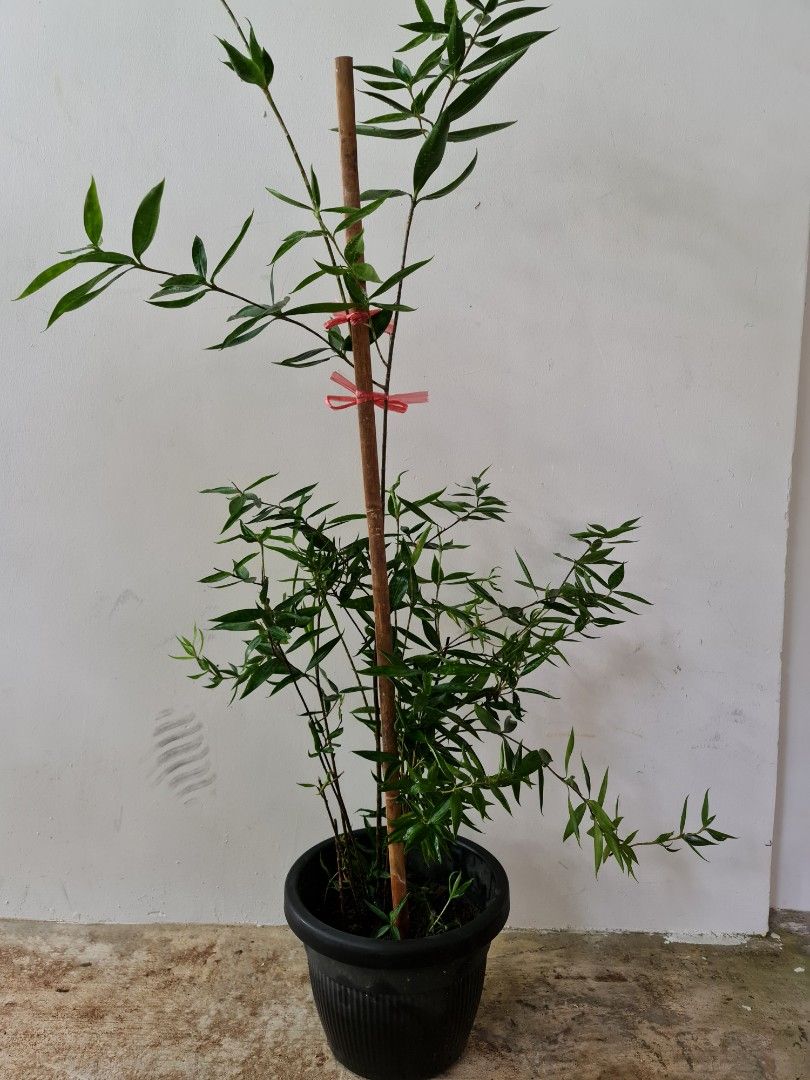 Japanese Bamboo Plant (1.2m tall), Furniture & Home Living, Gardening