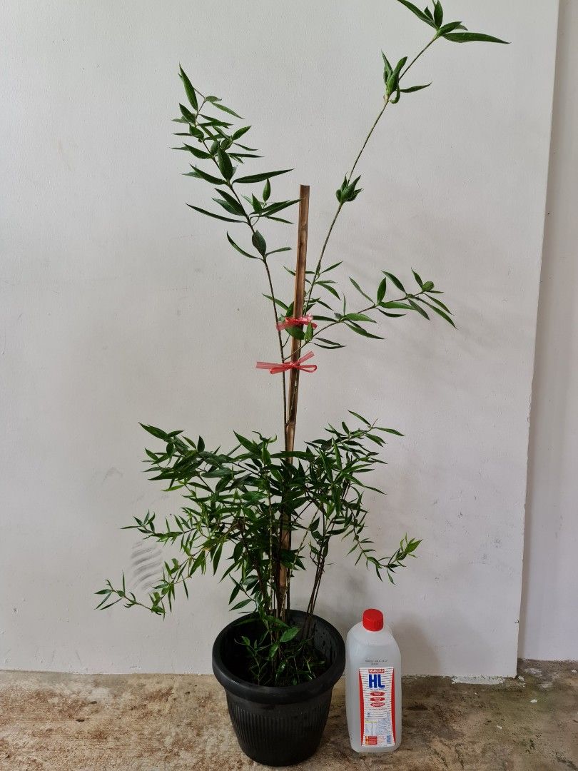 Japanese Bamboo Plant (1.2m tall), Furniture & Home Living, Gardening