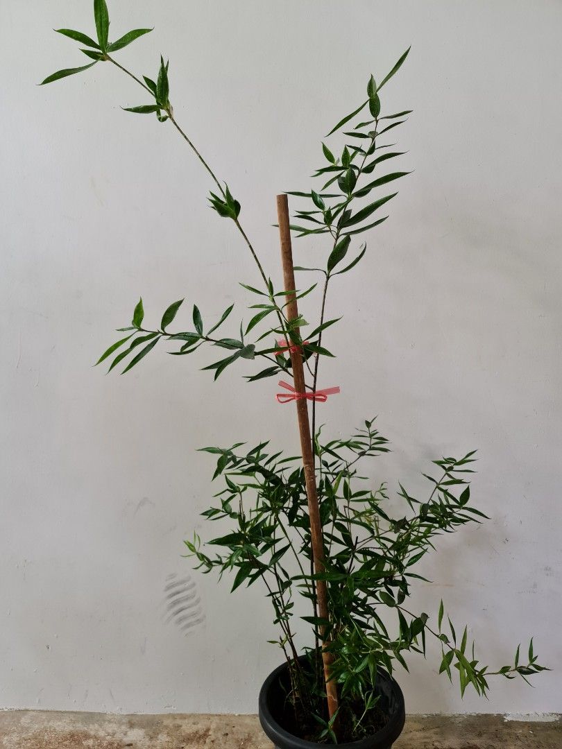 Japanese Bamboo Plant (1.2m tall), Furniture & Home Living, Gardening