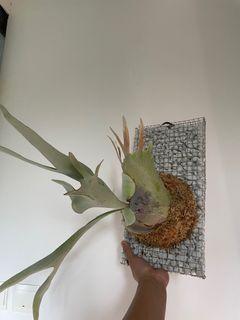 （分類：）位於 。 由 RLF.Theo 提交（商品編號 1223820545，圖片 1）。簡介： 。