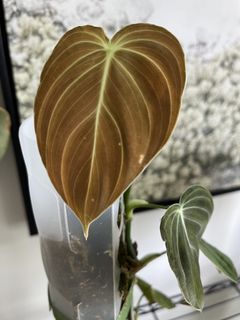 Philodendron Melanochrysum