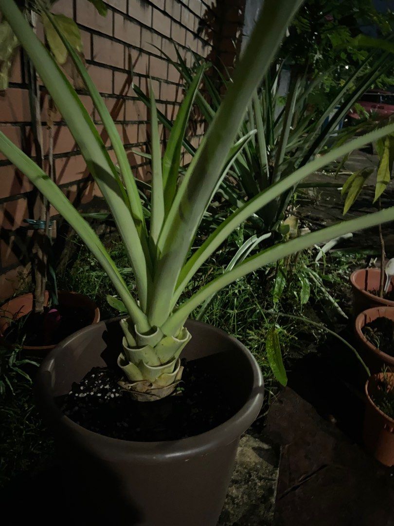 Pineapple plant in large pot (edible fruit) not flowering or fruiting now), Furniture & Home