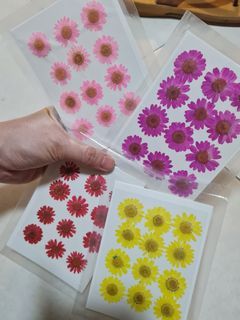 Lilac Chrysanthemum Pressed Real Dried Flowers, Pressed Flower, Dried  Flower, Resin Flower, Flower for Resin Craft, Japanese Flower, Flower  for Crafting