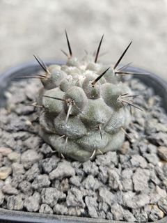 （分類：）位於 。 由 lovecaudex 提交（商品編號 1218566164，圖片 1）。簡介： 。