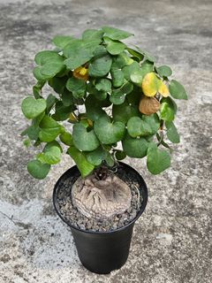 （分類：）位於 。 由 lovecaudex 提交（商品編號 1218585837，圖片 1）。簡介： 。