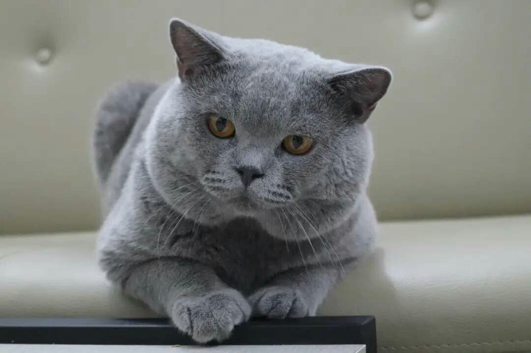 British shorthair on Carousell