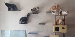 (Category: ) located in . Submitted by allyareen (Listing ID 1218575248, Image 1). Description: .