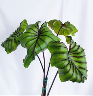 Alocasia & Colocasia Collection item 1