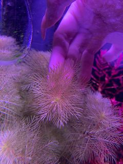 (Category: ) located in . Submitted by drowningplants (Listing ID 1218694546, Image 1). Description: .