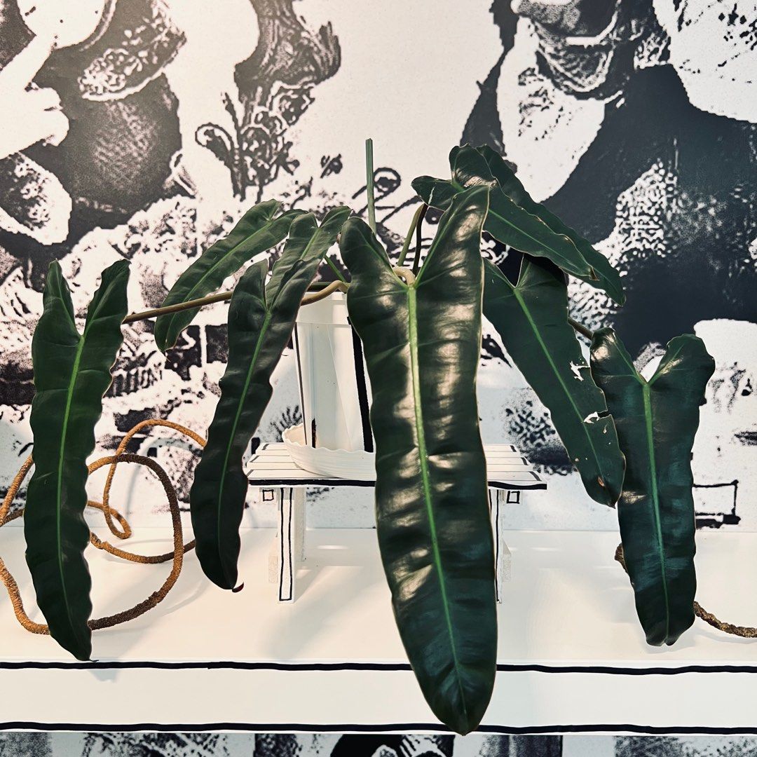 Philodendron Billietiae (Dark form), Furniture & Home Living, Gardening