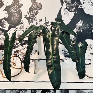 Philodendron Billietiae (Dark form)